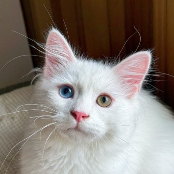 サイベリアン【埼玉県・女の子・2025年3月13日・ホワイト】の写真「両親外産✨珍しいオッドアイ目💎とても人懐こい❤️」