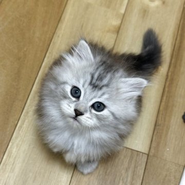 サイベリアン【埼玉県・女の子・2025年9月8日・シルバータビー】の写真「フワフワ可愛い女の子」