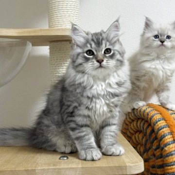 サイベリアン【埼玉県・男の子・2025年9月8日・ブルーシルバータビー】の写真「フワフワ男の子」