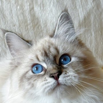 サイベリアン【埼玉県・女の子・2025年4月23日・リールリンクスポイントタビー】の写真「深いブルーの瞳🩵チャンピオン血統 とても甘えん坊」