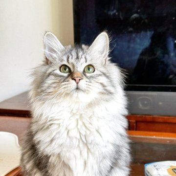 サイベリアン【埼玉県・女の子・2025年7月1日・クラシックシルバータビー】の写真「🏆世界チャンピオン血統、フワフワ女の子」