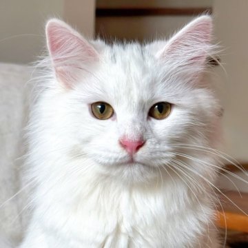 サイベリアン【埼玉県・女の子・2025年3月14日・ホワイト】の写真「美しいホワイト女の子」