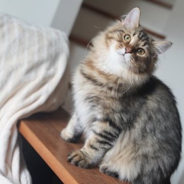 サイベリアン【埼玉県・男の子・2025年4月1日・ブラウンタビー】の写真「とても活発な男の子」