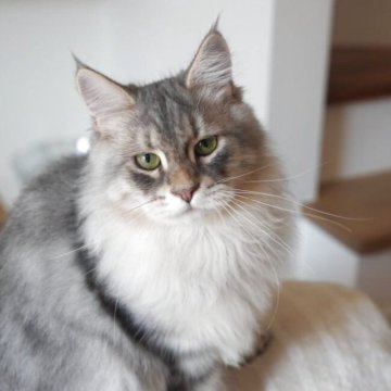 サイベリアン【埼玉県・男の子・2025年5月5日・ブルーシルバータビー】の写真「見た目はかっこいいけど、とても優しい男の子💖」