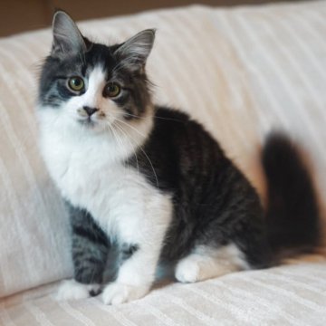 サイベリアン【埼玉県・男の子・2025年5月21日・ブラウンタビー&ホワイト】の写真「おとなしい男の子」