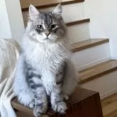 サイベリアン【埼玉県・男の子・2025年5月5日・ブルーシルバータビー】の写真1