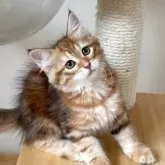 サイベリアン