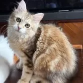 サイベリアン