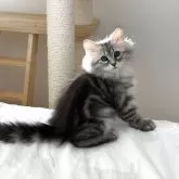 サイベリアン
