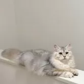サイベリアン