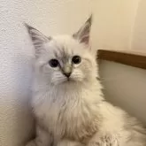 サイベリアン【埼玉県・女の子・2024年9月6日・リールリンクスポイント】の写真1