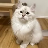 サイベリアン