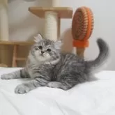 サイベリアン【埼玉県・男の子・2025年9月8日・ブルーシルバータビー】の写真1