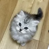 サイベリアン