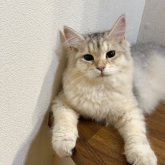 サイベリアン