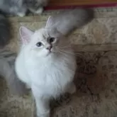 サイベリアン【埼玉県・男の子・2025年7月1日・ブルーリンクスポイントタビー】の写真6