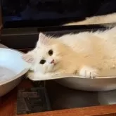 サイベリアン【埼玉県・女の子・2025年3月14日・ホワイト】の写真2