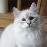 サイベリアン【埼玉県・男の子・2025年7月1日・ブルーリンクスポイントタビー】の写真4