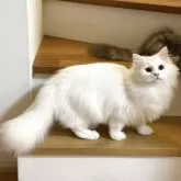 サイベリアン【埼玉県・女の子・2025年3月14日・ホワイト】の写真4