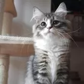 サイベリアン【埼玉県・男の子・2025年7月1日・ブラウンタビー&ホワイト】の写真9