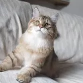 サイベリアン【埼玉県・男の子・2025年4月2日・ゴールデンタビー】の写真5