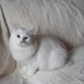 サイベリアン【埼玉県・男の子・2025年3月13日・ホワイト】の写真6