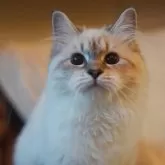 サイベリアン【埼玉県・女の子・2025年4月23日・リールリンクスポイントタビー】の写真8