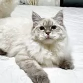 サイベリアン【埼玉県・女の子・2025年7月4日・ブルーリンクスポイントタビー】の写真4