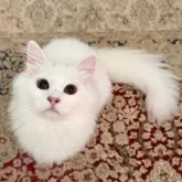 サイベリアン【埼玉県・女の子・2025年3月14日・ホワイト】の写真7