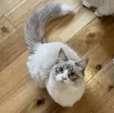 サイベリアン【埼玉県・男の子・2025年5月21日・シールリンクポイントタビー&ホワイト】の写真9