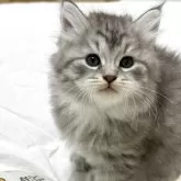 サイベリアン【埼玉県・男の子・2025年9月8日・ブルーシルバータビー】の写真5