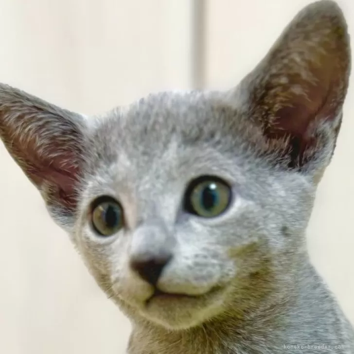 ID:2402-00453の子猫