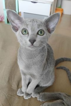 ロシアンブルー【東京都・女の子・2021年2月12日・ブルー（ダブルコート）】の写真「お耳の大きな美少女」