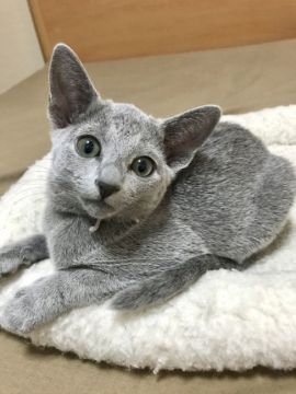 ロシアンブルー【東京都・男の子・2019年8月21日・ブルー】の写真「シルキーな輝くコートが自慢の男の子です」