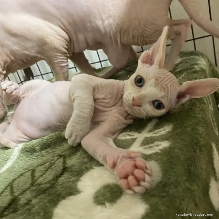 ID：2304-02586の子猫