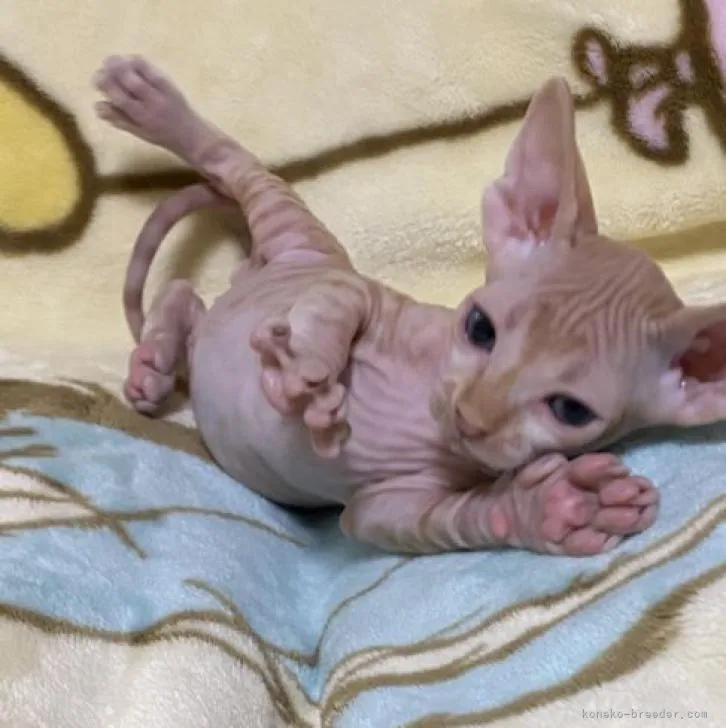 スフィンクス【愛知県・男の子・2022年8月25日・レッドタビー】の写真1