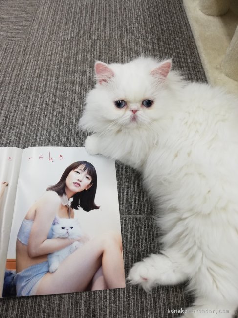 「週刊プレイボーイ」吉岡里帆さんと共演のジョジョちゃん☆｜小出　裕一郎(こいで　ゆういちろう)ブリーダー(埼玉県・サイベリアンなど・UCC登録)の紹介写真6