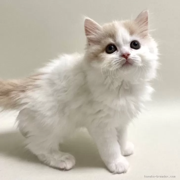 ID:2407-02994の子猫