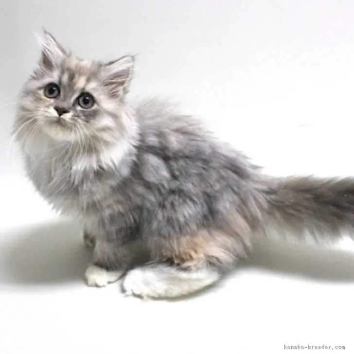 ID：2310-00917の子猫