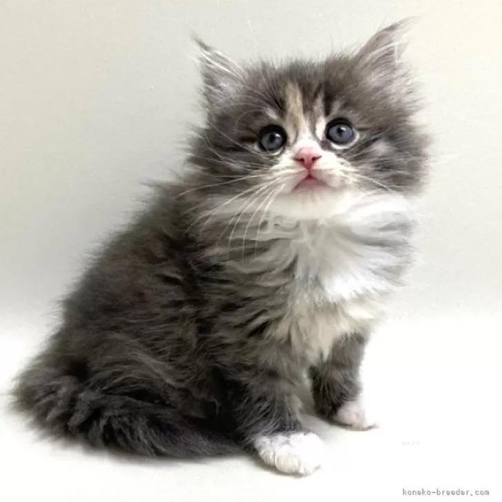 ID：2411-02766の子猫