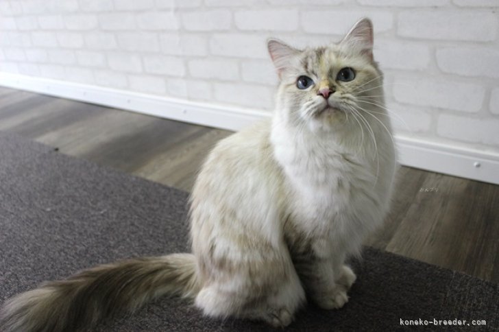 ミヌエット【・女の子・2022年8月18日・ブラウンパッチドタビー】「通販カタログ「ベルーナ」にて、モデル撮影されました☆」