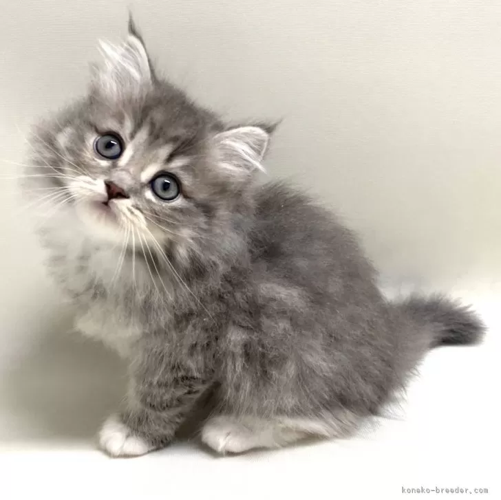 ID：2411-02769の子猫