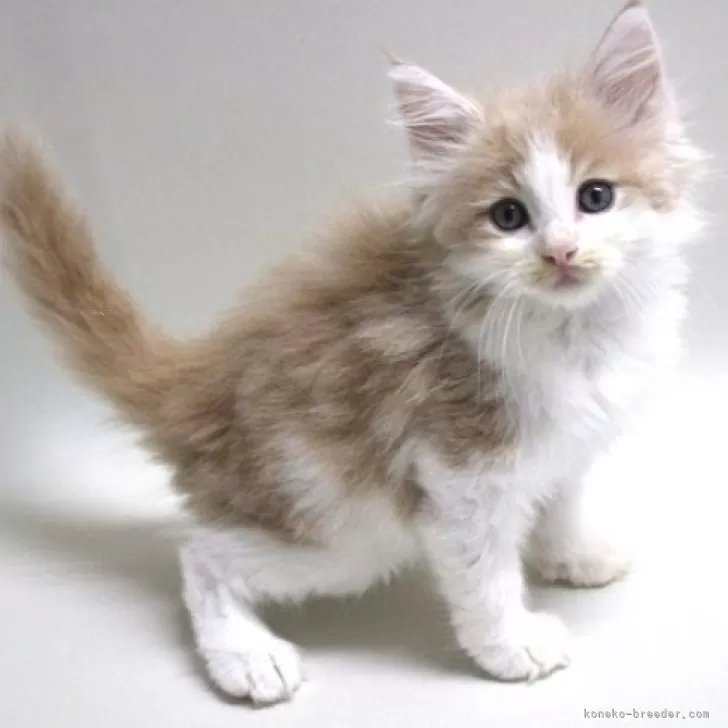 ID:2409-02553の子猫