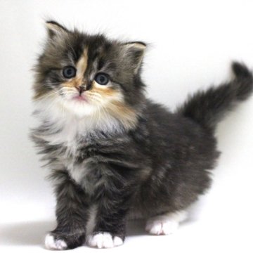 サイベリアン(父)×ミヌエット(母)【埼玉県・女の子・2024年3月1日・トーティー】の写真「声もカワイイひかえめな女の子♪」