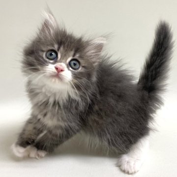 サイベリアン【埼玉県・男の子・2024年4月9日・ブルータビー&ホワイト（トリプルコート）】の写真「むくむくで元気いっぱい男の子です♪」