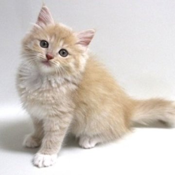 サイベリアン【埼玉県・女の子・2024年4月11日・クリームタビー&ホワイト（トリプルコート）】の写真「遊ぶの大好きな女の子です♪」