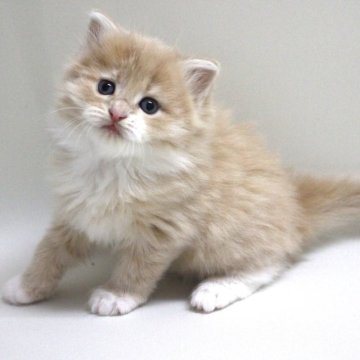 サイベリアン(父)×ミヌエット(母)【埼玉県・女の子・2024年3月1日・クリームタビー&ホワイト】の写真「希少！女の子でクリーム色♪」