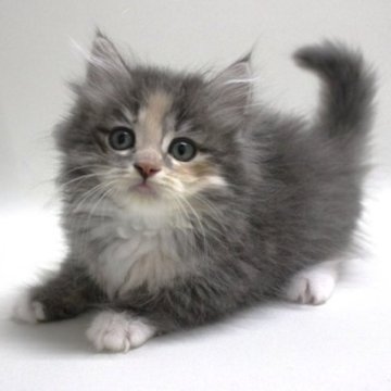 サイベリアン【埼玉県・女の子・2024年4月9日・ダイリュートキャリコ（トリプルコート）】の写真「とてもキュートな女の子♪」