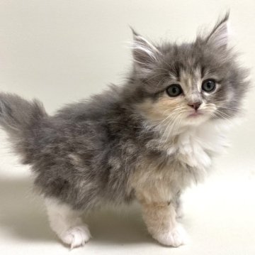 サイベリアン【埼玉県・女の子・2024年10月10日・ダイリュートキャリコ(三毛猫)（トリプルコート）】の写真「とっても美人さんな女の子♪」