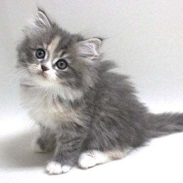 サイベリアン【埼玉県・女の子・2024年4月9日・ダイリュートキャリコ(三毛猫)（トリプルコート）】の写真「とっても美人さんな女の子です♪」